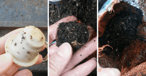 biodegradable coffee pods